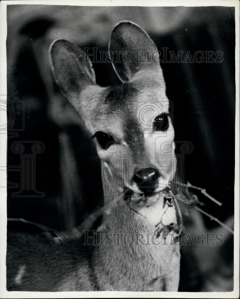 Press Photo &quot;Bambi&quot; the Harnesser Antelope - Historic Images