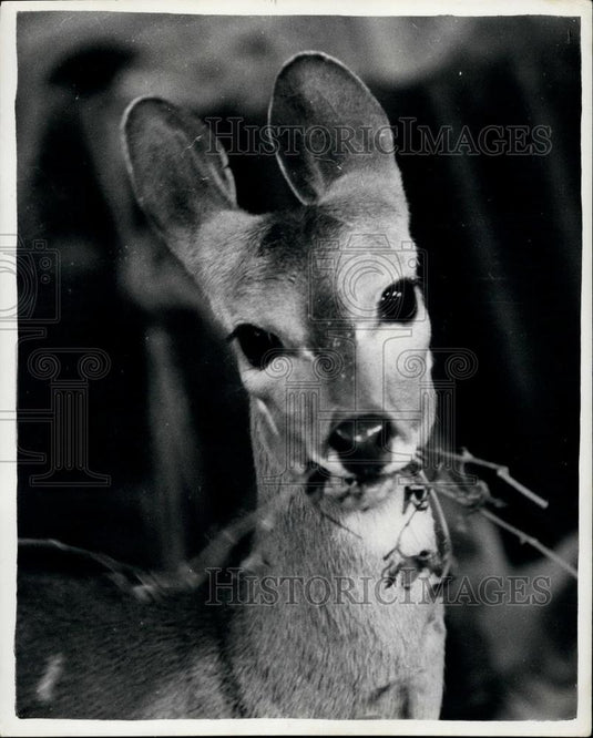 Press Photo "Bambi" the Harnesser Antelope - Historic Images