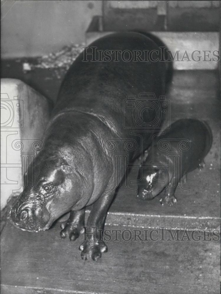 1966 Press Photo Vincennes Zoo ,Hippo and her baby - Historic Images