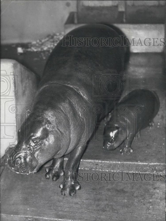 1966 Press Photo Vincennes Zoo ,Hippo and her baby - Historic Images