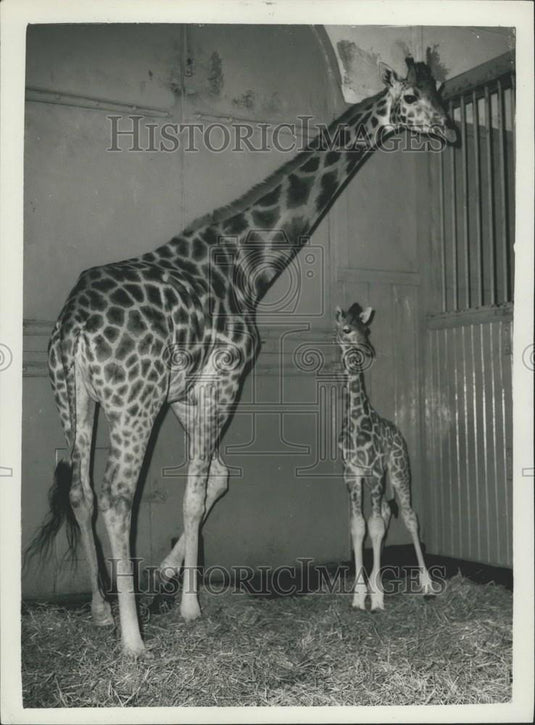 1958 Press Photo The London Zoo,giraffe and her baby - Historic Images