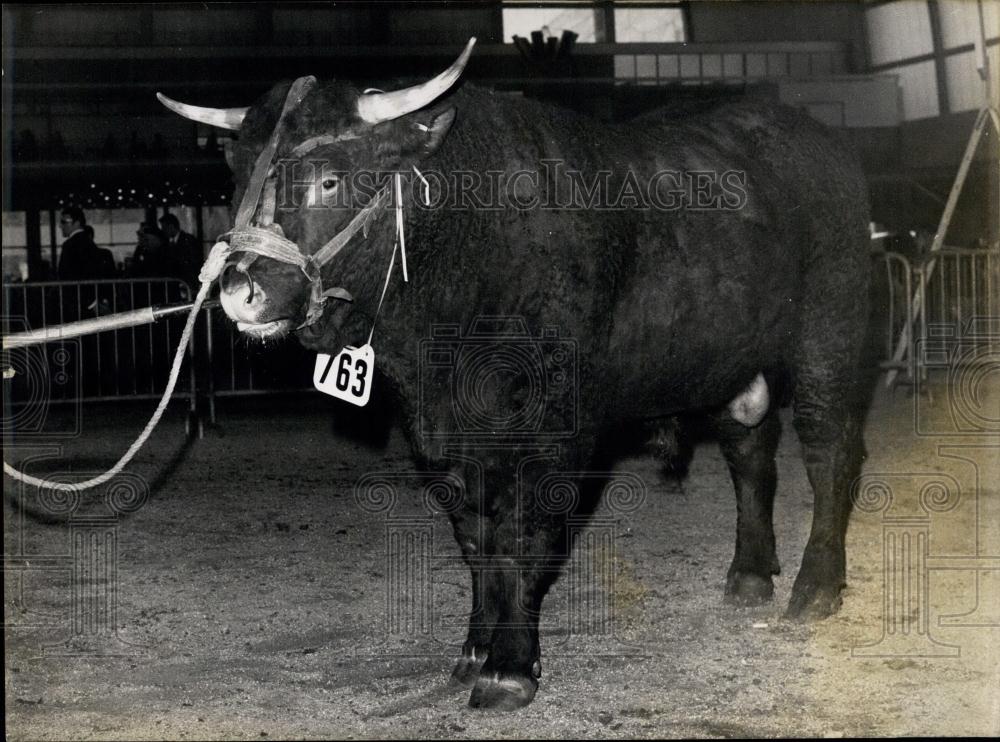 1970 Press Photo A Prized Bull Featured At Agricultural Show In Paris - Historic Images