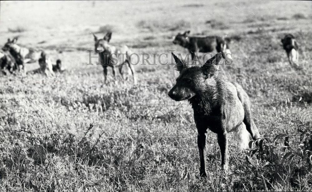 Press Photo disconsolate Hunting Dogs watch helplessly - Historic Images