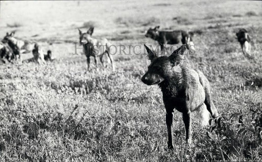 Press Photo disconsolate Hunting Dogs watch helplessly - Historic Images
