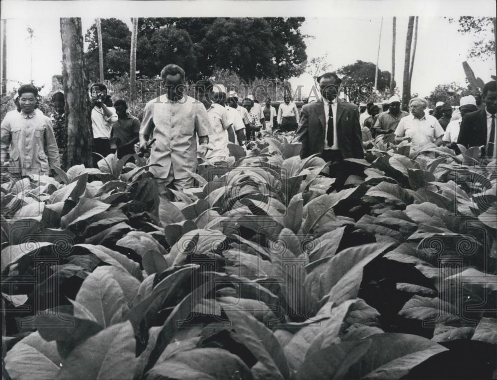 1967 Press Photo Tanzania&#39;s President Inspects Tobacco Farm In Zanzibar - Historic Images