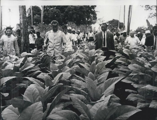 1967 Press Photo Tanzania's President Inspects Tobacco Farm In Zanzibar - Historic Images