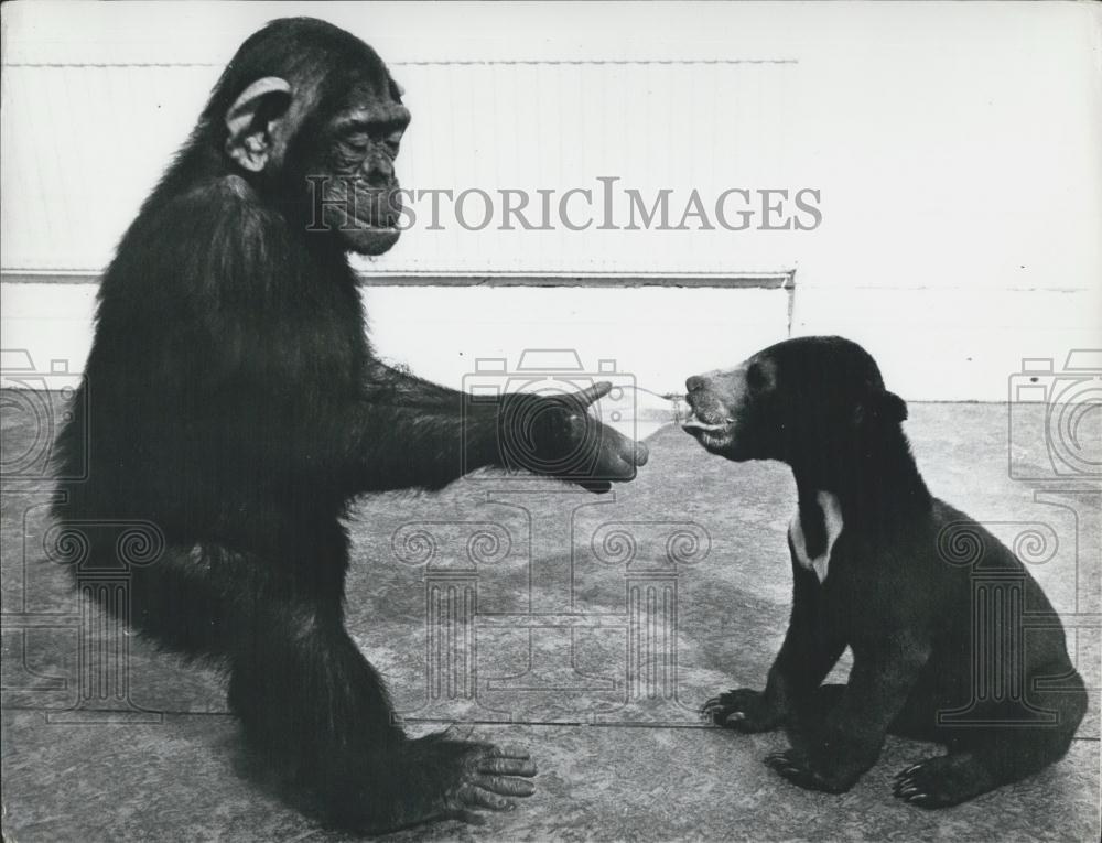 1930 Press Photo Chimpanzee Feeds Bear Cub - Historic Images