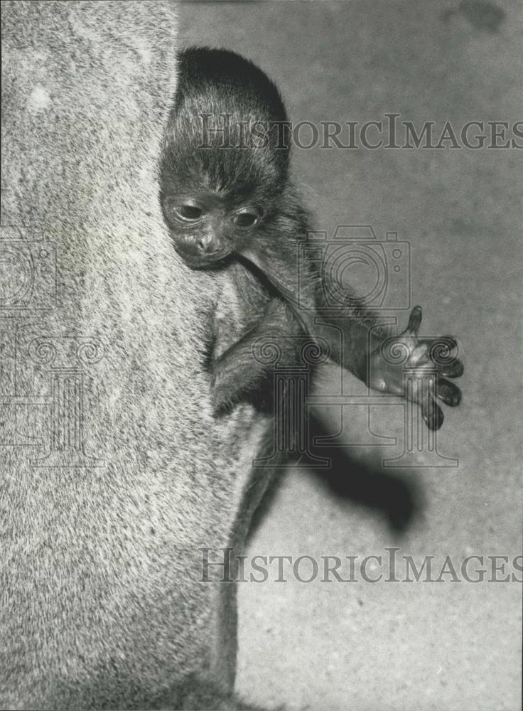 1981 Press Photo Darien the Wool Ape at the Basle Zoo - Historic Images