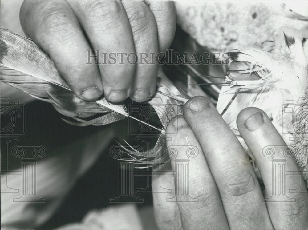 Press Photo Replacement Feathers Needle Being Joined Existing Tail - Historic Images