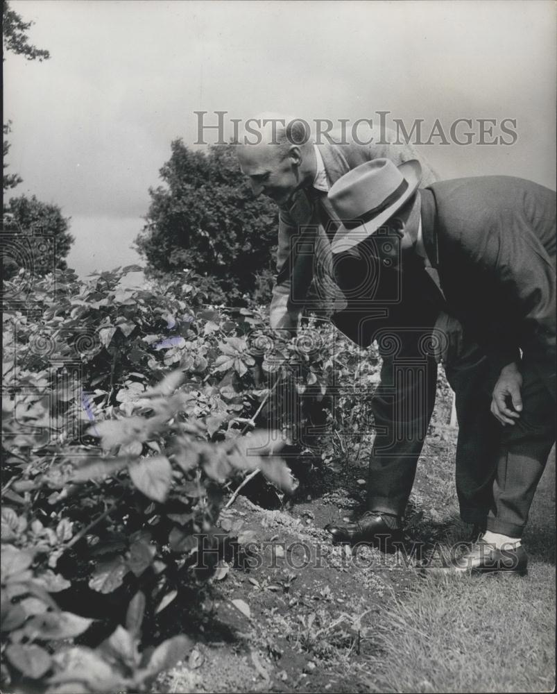 Press Photo Dr. C. Cockerman, Dr. J.E. Giles, Potato Testing - Historic Images