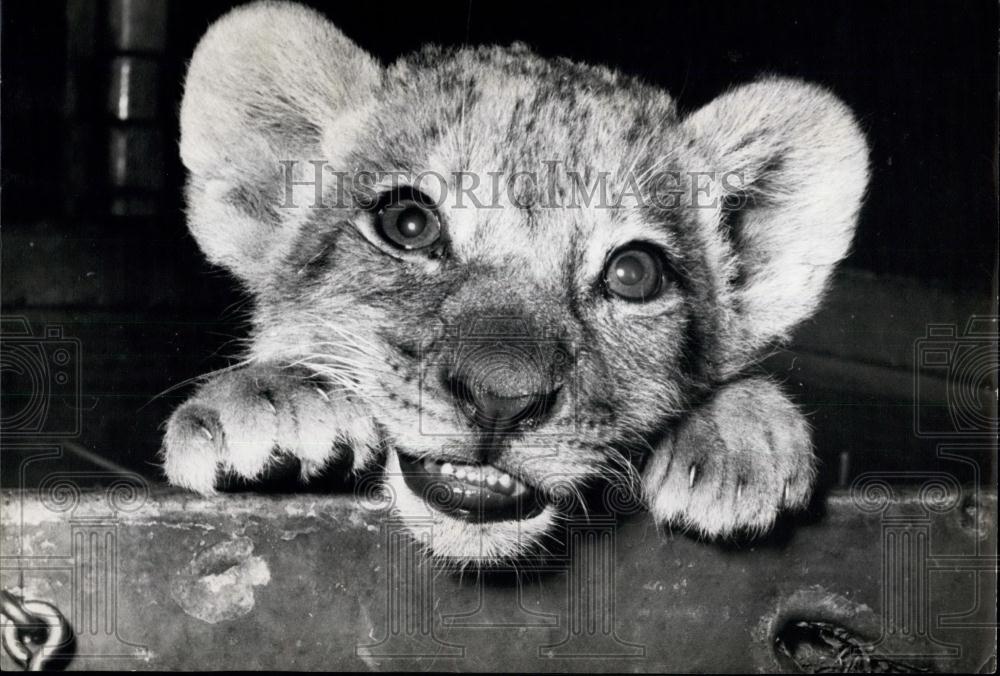 Press Photo Berlin Zoo Small Tiger Cub Closeup - Historic Images