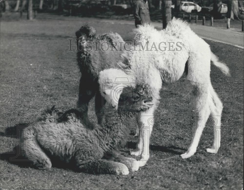 1976 Press Photo Three Bactrian Camels At Whipsnade Zoo Sadrach Meschach - Historic Images