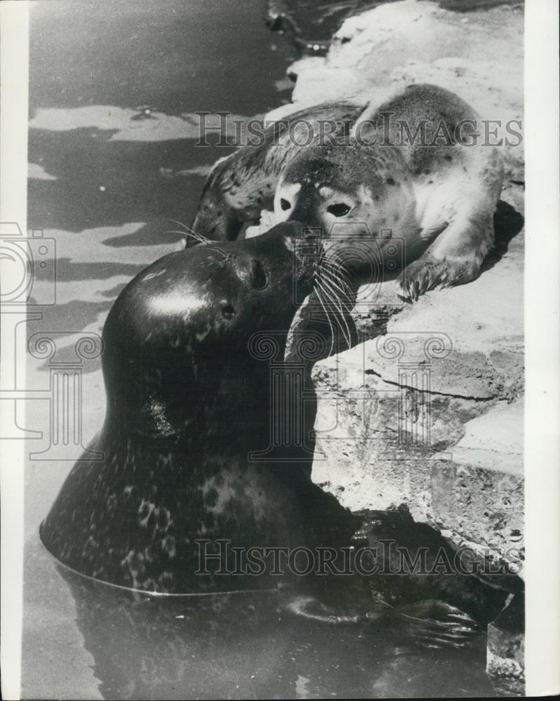 Press Photo Baby Gets Kiss From MomSeal IN Wilhelm Zoo in Stuttgart - Historic Images