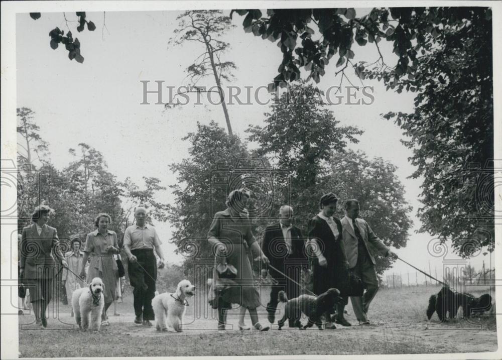 Press Photo People walking dogs - Historic Images