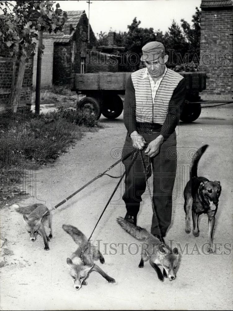 1957 Press Photo electrician Peter Reimer with foxes - Historic Images