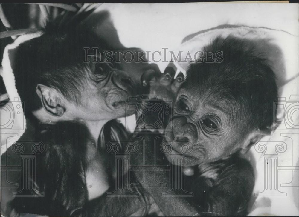 1967 Press Photo Twin Gorilla Babies, Zoological Garden, Frankfurt Germany - Historic Images