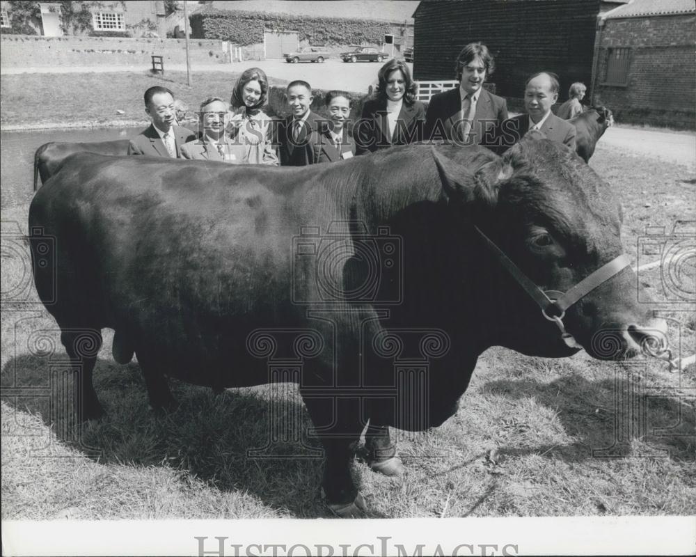 1978 Press Photo Lord and Lady Egremontt show off a bull - Historic Images