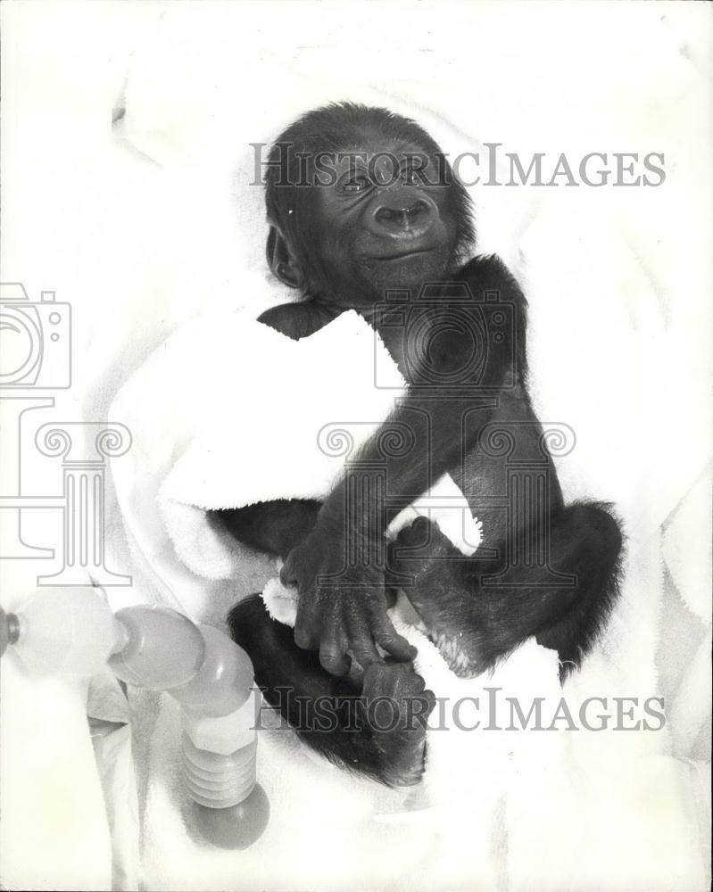 Press Photo Gorilla baby at Jersey Zoo - Historic Images