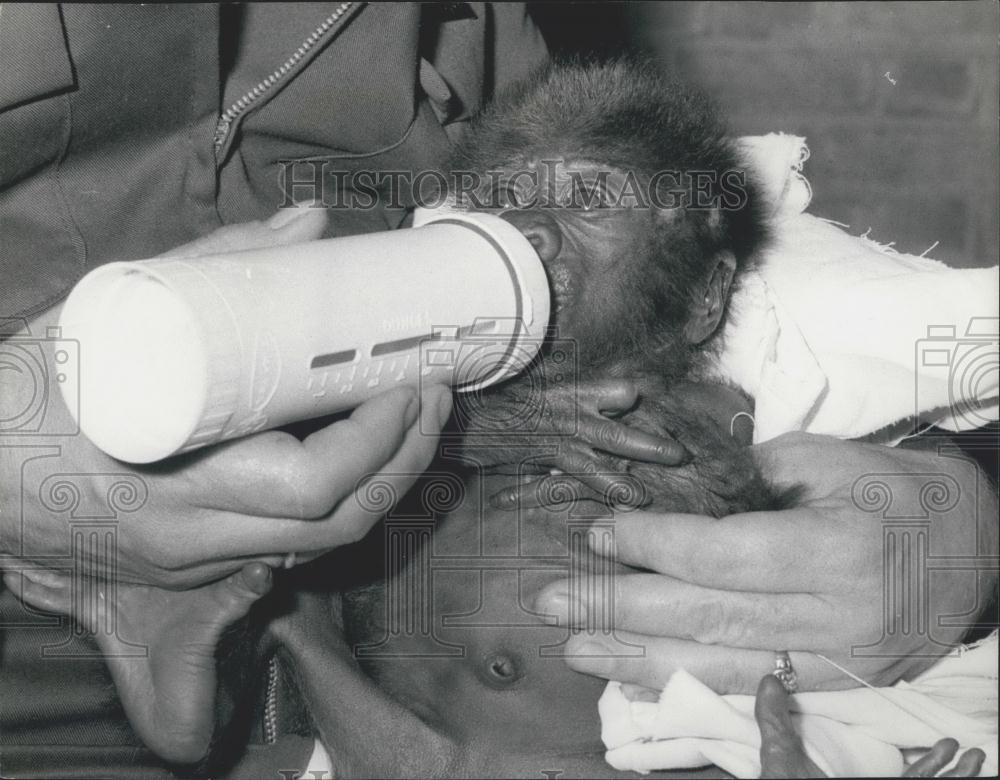 1976 Press Photo Salome, London Zoo Baby Gorilla - Historic Images