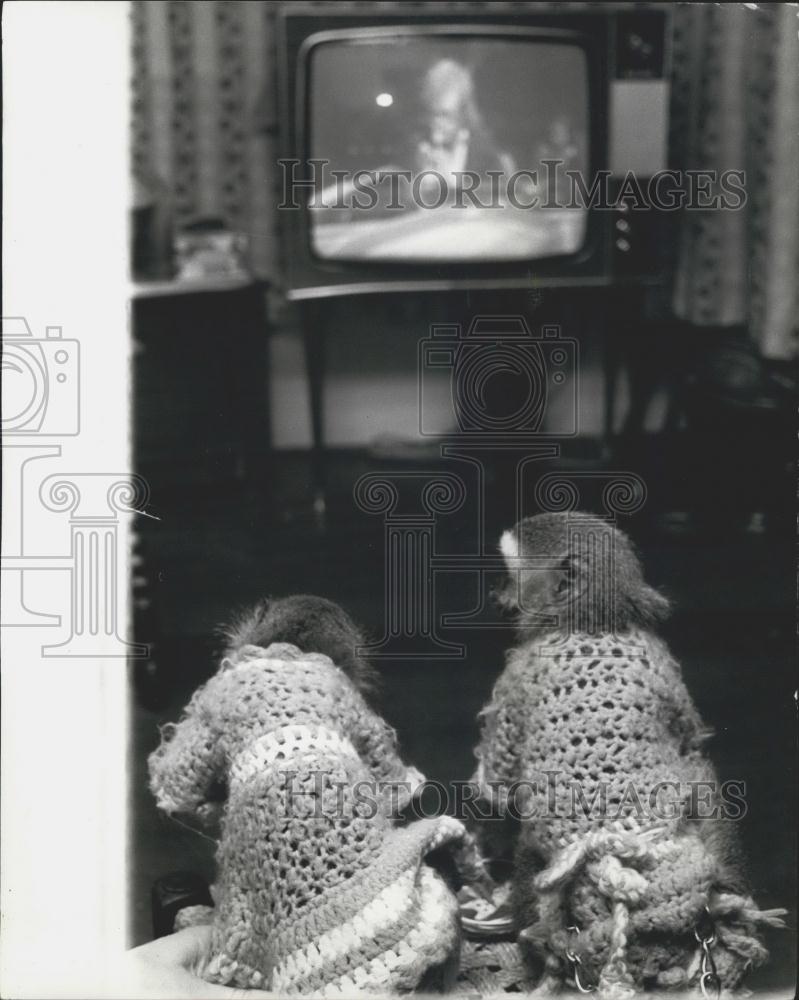 Press Photo Monkeys watching television - Historic Images