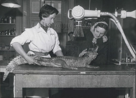 Press Photo Peggy the Alligator, Miss G Roberts - Historic Images