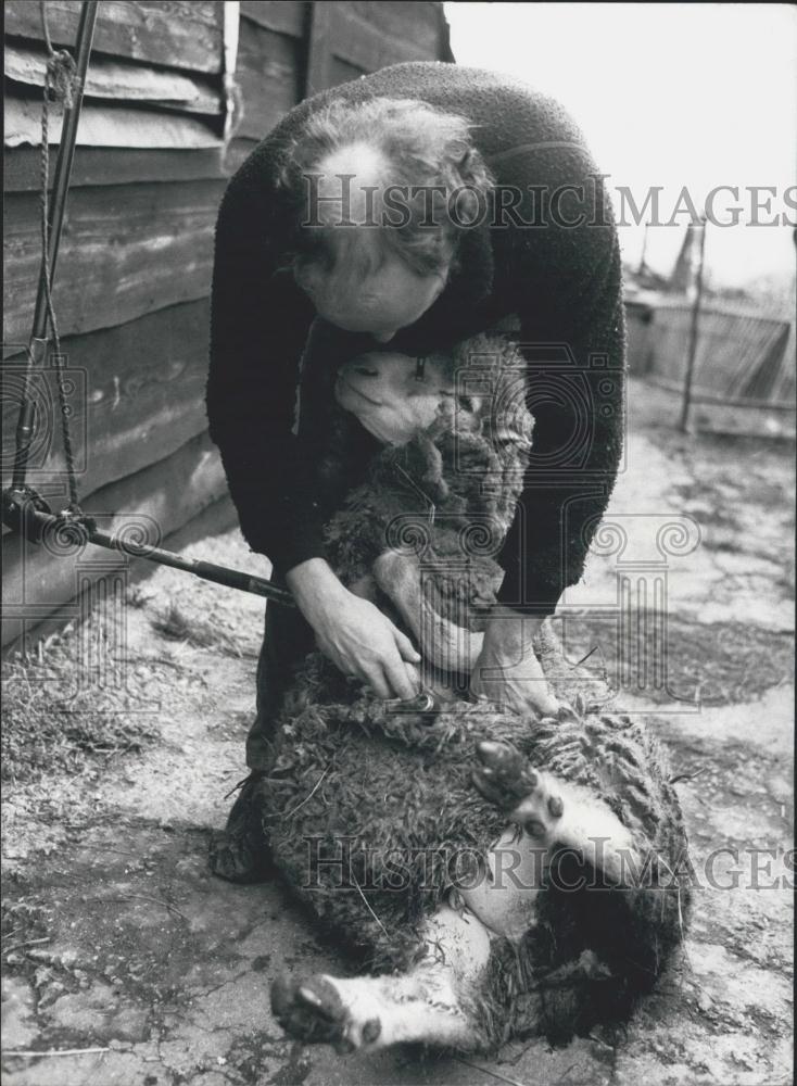 1990 Press Photo Oliver Grobety, Sheep Shearer, Switzerland - Historic Images