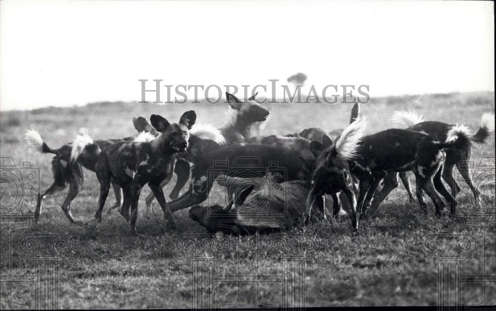 Press Photo A few more seconds suffice to kill the Wildebeest - Historic Images