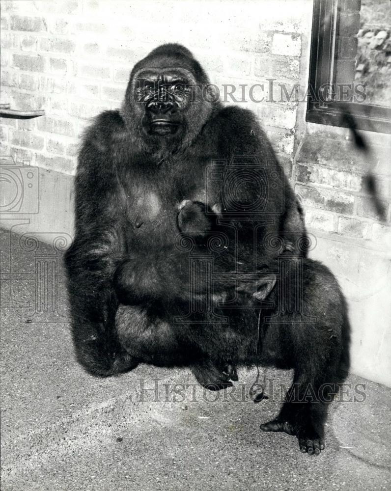1976 Press Photo Gorillas, London Zoo - Historic Images