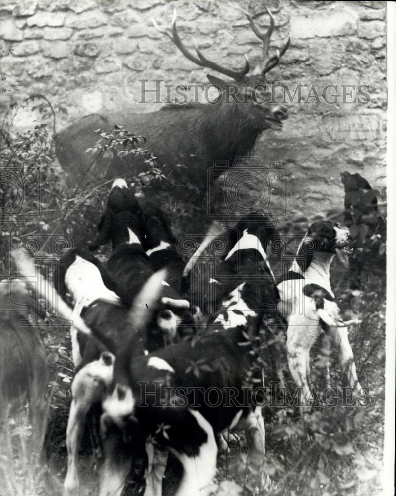 1977 Press Photo Hounds Surrounding Stag Hunting France - Historic Images