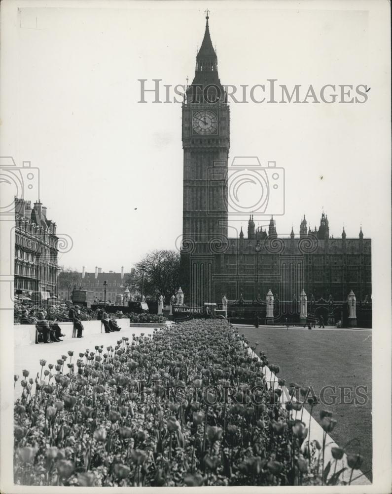 1952 Press Photo 'Big Ben' Has a Carpet of Flowers - Historic Images