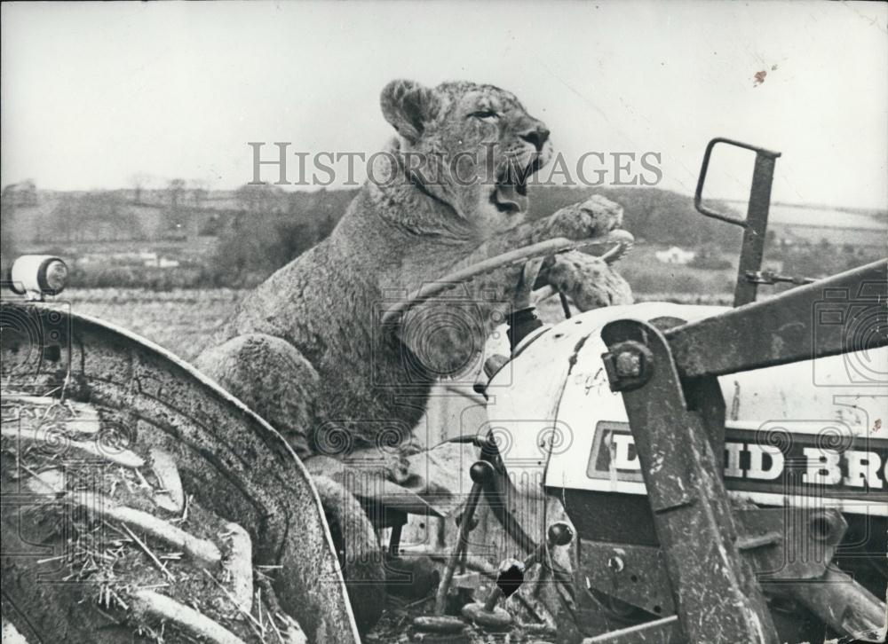 Press Photo Hector, an eight months old lion - Historic Images