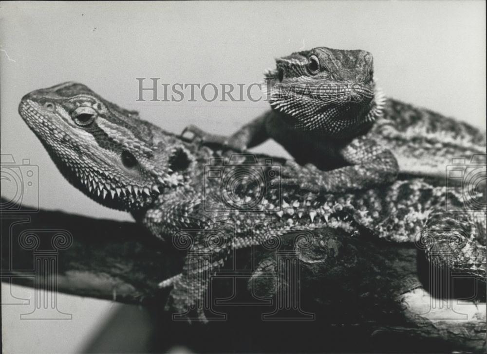 Press Photo Two Captured Lizards In Terrarrium - Historic Images