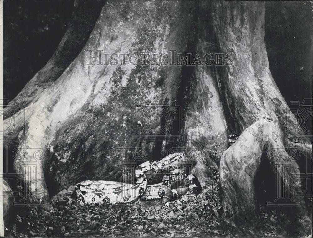 Press Photo A snake in a tree - Historic Images