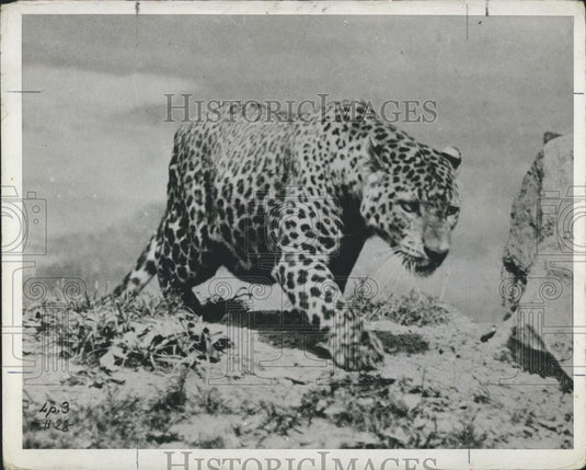 Press Photo Leopard Stalking Prey - Historic Images