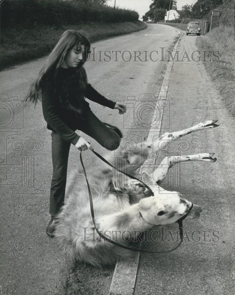 Press Photo Julie rides to the millage -by llama - Historic Images