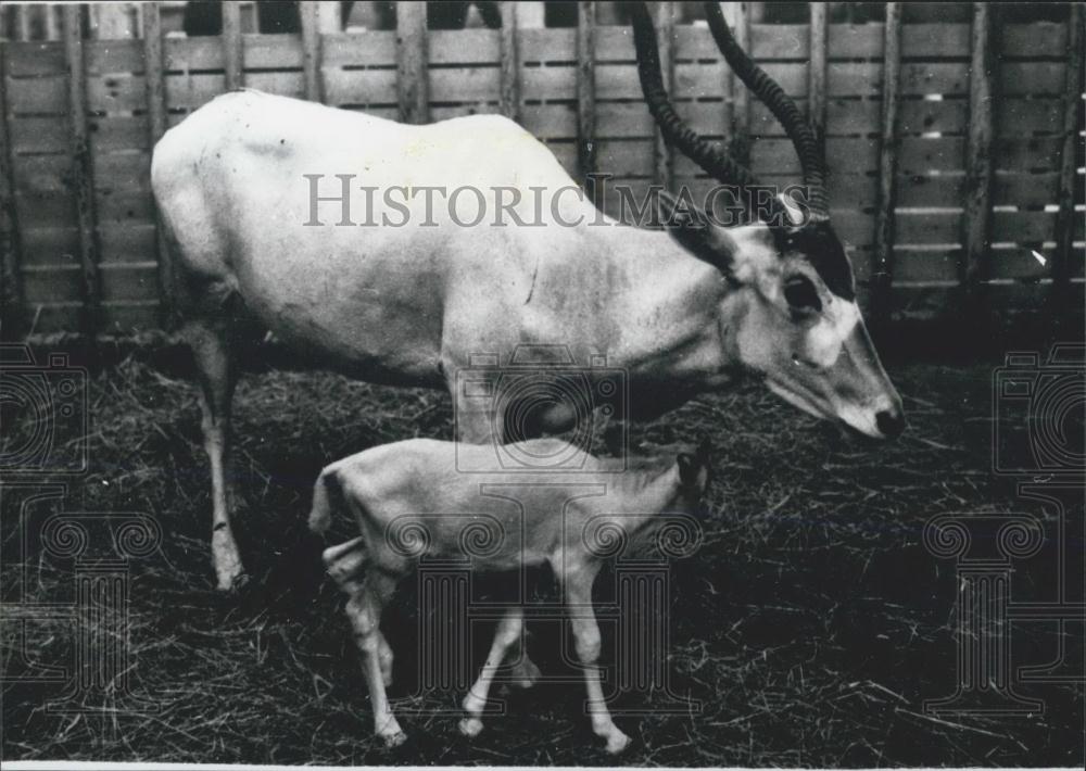 Press Photo Gumma Safari Park Addax first born in Japan - Historic Images