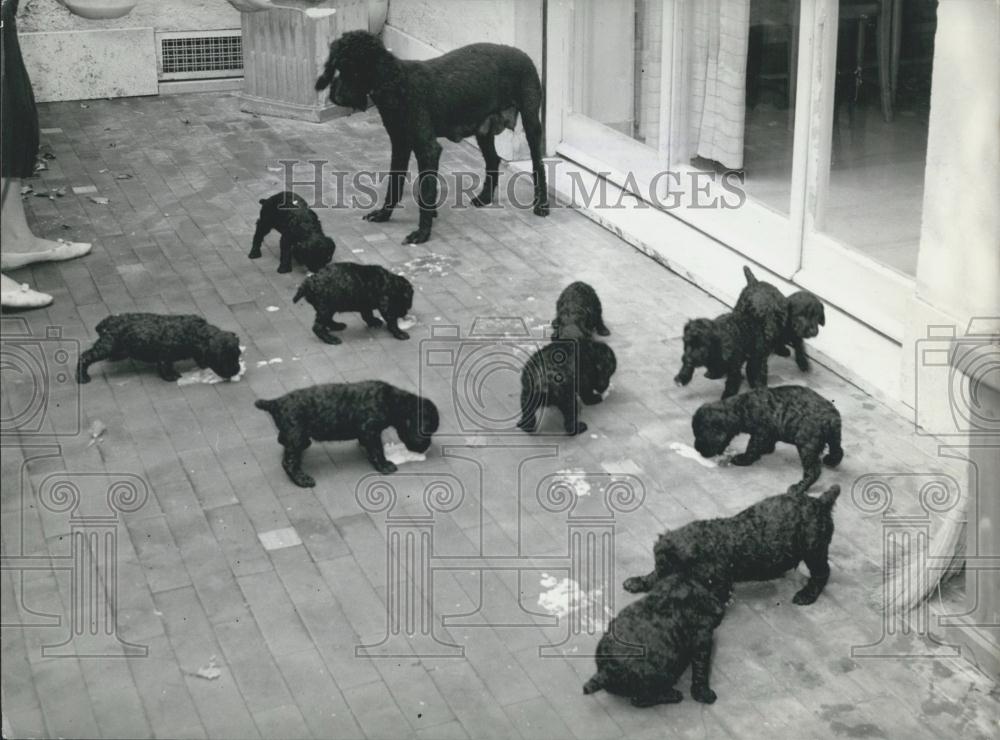 1962 Press Photo Milky French Poodle With Litter Of 12 Sons - Historic Images