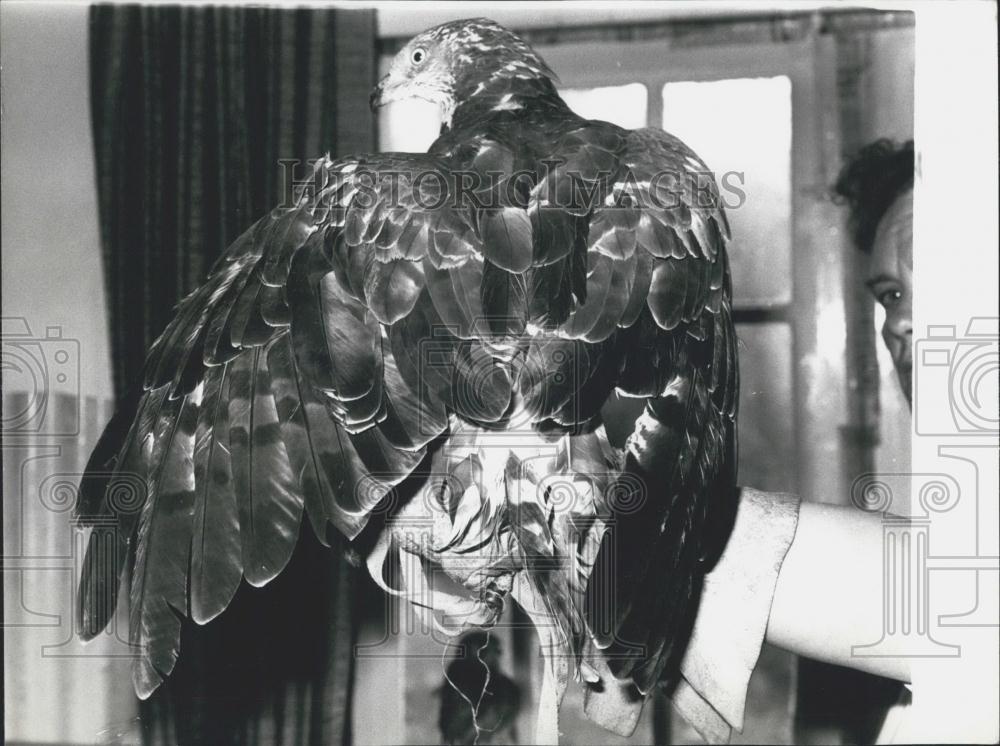 Press Photo Medusa the Honey Buzzard - Historic Images