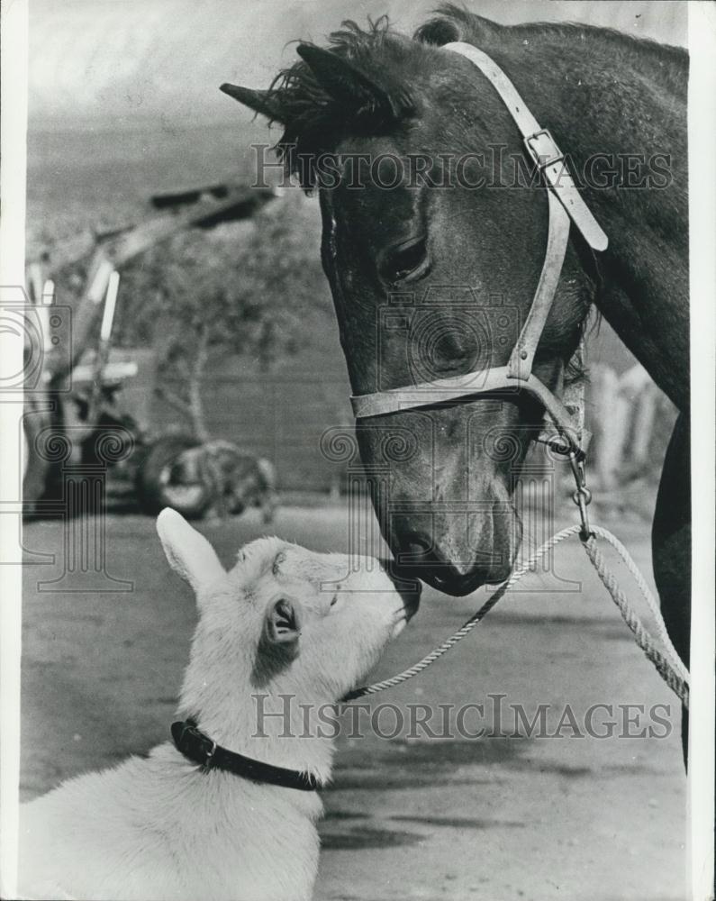 1978 Press Photo Racehorse Charmed Spirit doesn't need a nanny - Historic Images