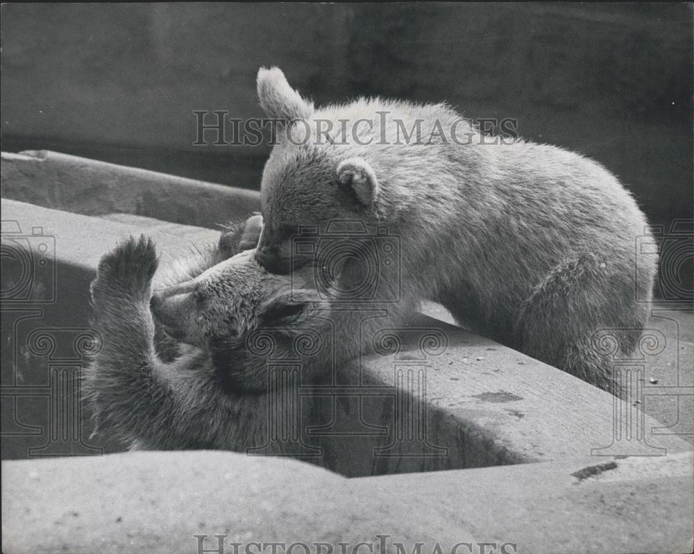 Press Photo Bears Make Boisterous Babies: Natta And Growla - Historic Images