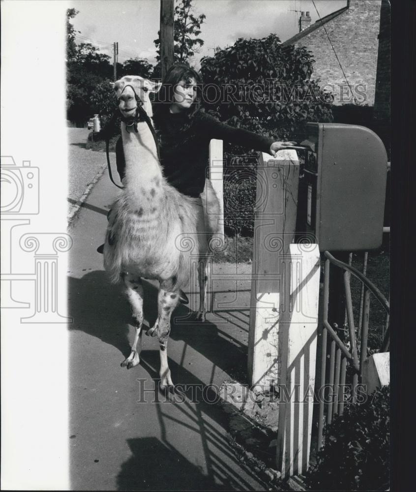 Press Photo Julie Rides To The Village - By Llama - Historic Images