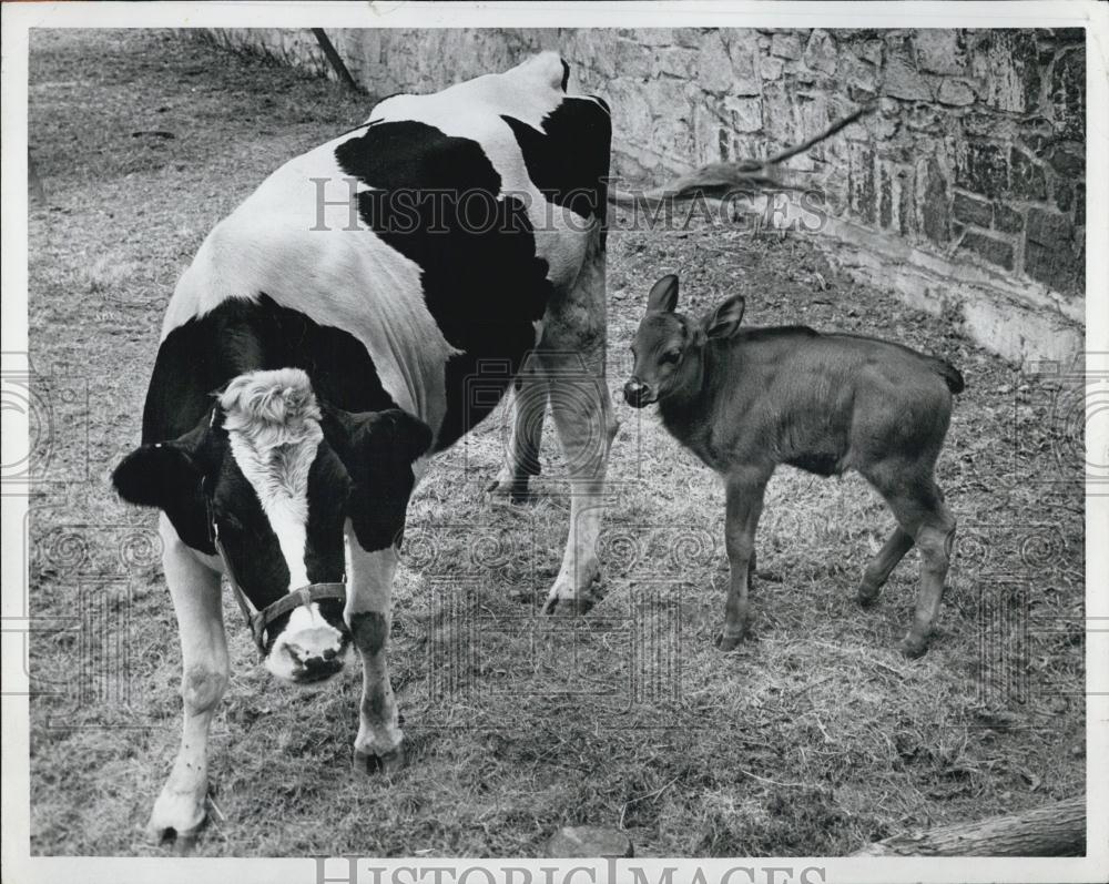 Press Photo A Cow And A Calf - Historic Images