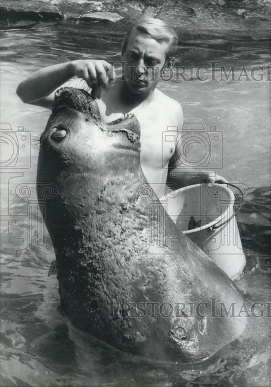 1971 Press Photo Sea- Elephant ''Kelly" From Frankfurt's Zoo With Wolfgang Bruzd - Historic Images