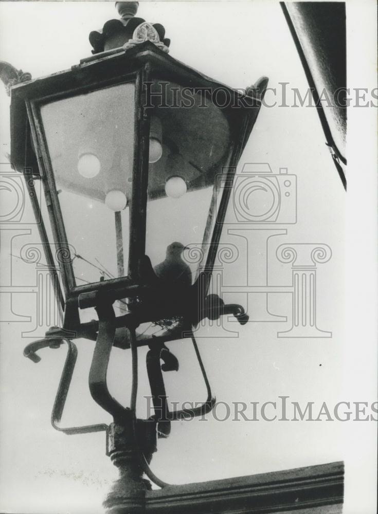 Press Photo in a light fixture - Historic Images