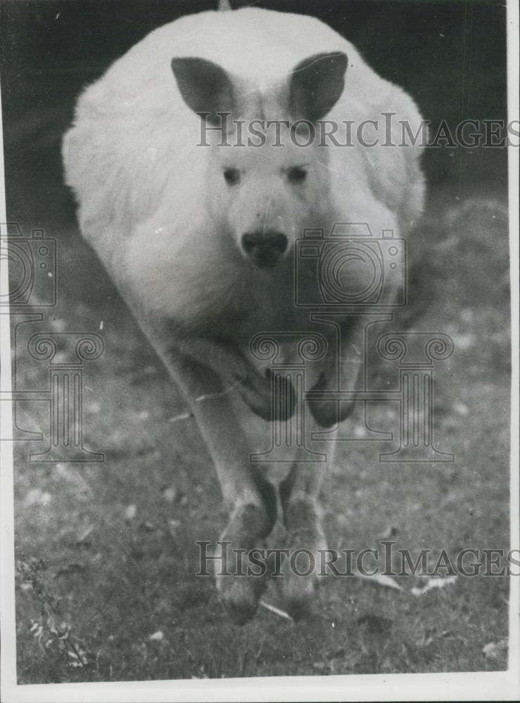 1958 Press Photo White Kangaroo Charges Camera Sir Edward Hallstrom Sanctuary - Historic Images