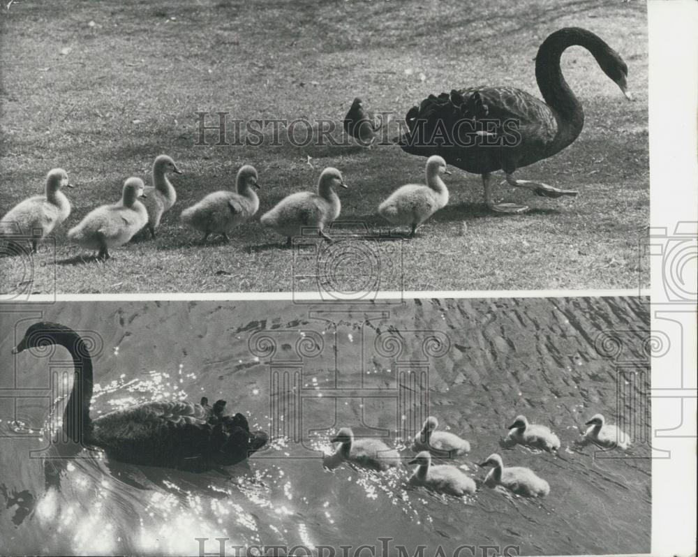 1973 Press Photo Australian Black Swan cygnets at Kew Gardens - Historic Images