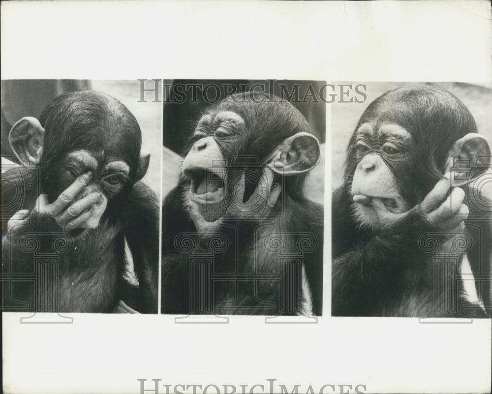 1970 Press Photo Yula The Baby Chimpanzee at London Zoo - Historic Images