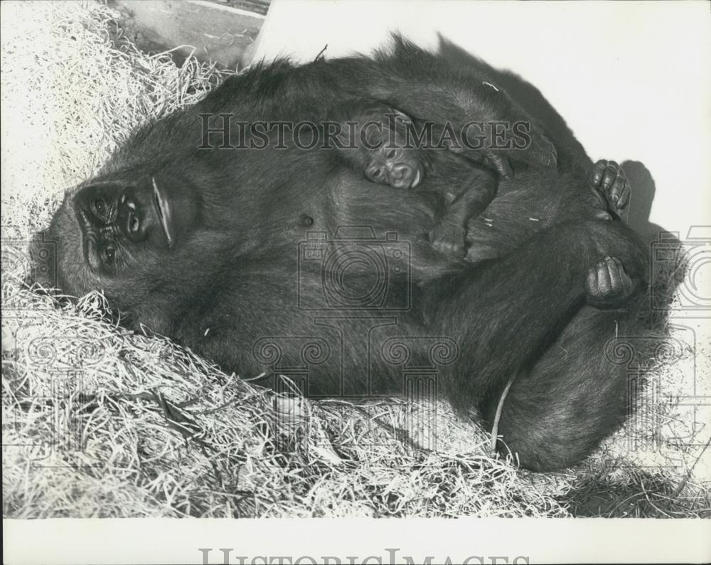 Press Photo Gorilla mom and baby at New Jersey zoo - Historic Images