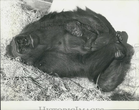 Press Photo Gorilla mom and baby at New Jersey zoo - Historic Images
