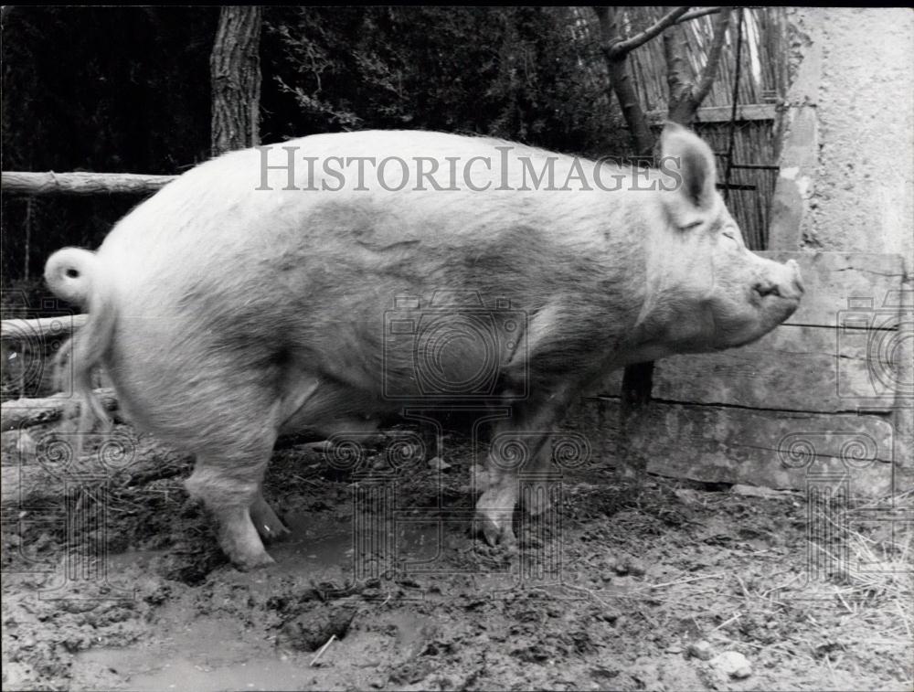 1964 Press Photo "Bayard' a giant pig on French Farm - Historic Images